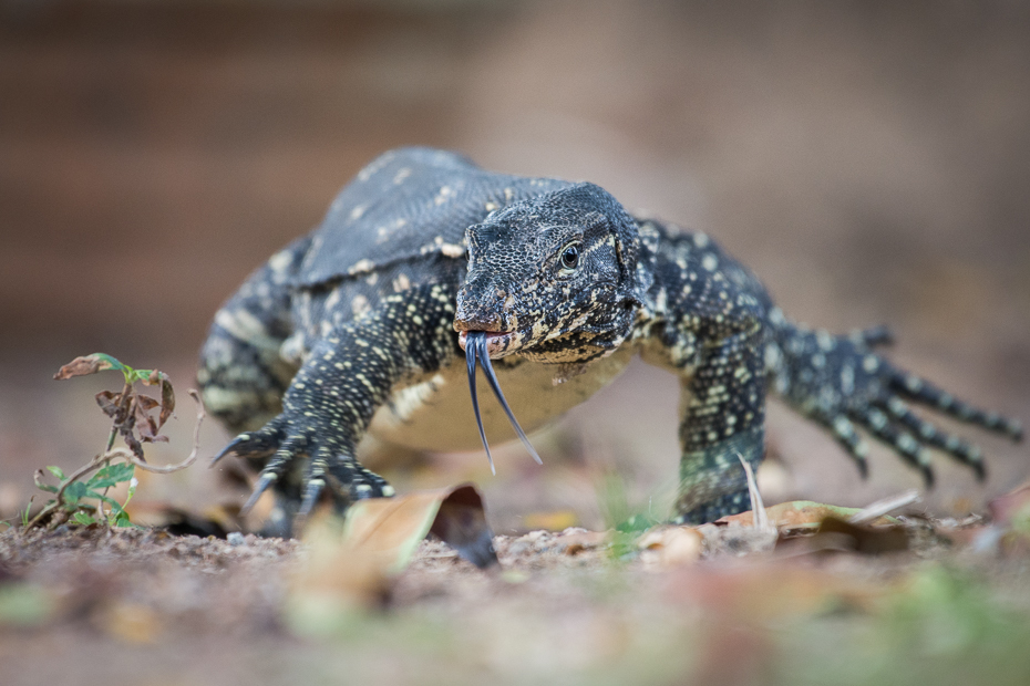  Waran paskowany Gady Nikon D7200 NIKKOR 200-500mm f/5.6E AF-S Sri Lanka 0 gad fauna jaszczurka zwierzę lądowe skalowany gad organizm agama agamidae dzikiej przyrody płaz