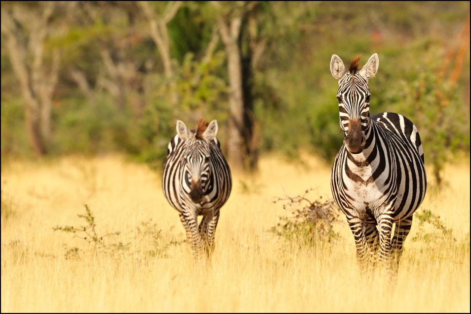  Zebry Zwierzęta Nikon D300 Sigma APO 500mm f/4.5 DG/HSM Etiopia 0 dzikiej przyrody zwierzę lądowe zebra łąka fauna ssak ekosystem sawanna safari trawa