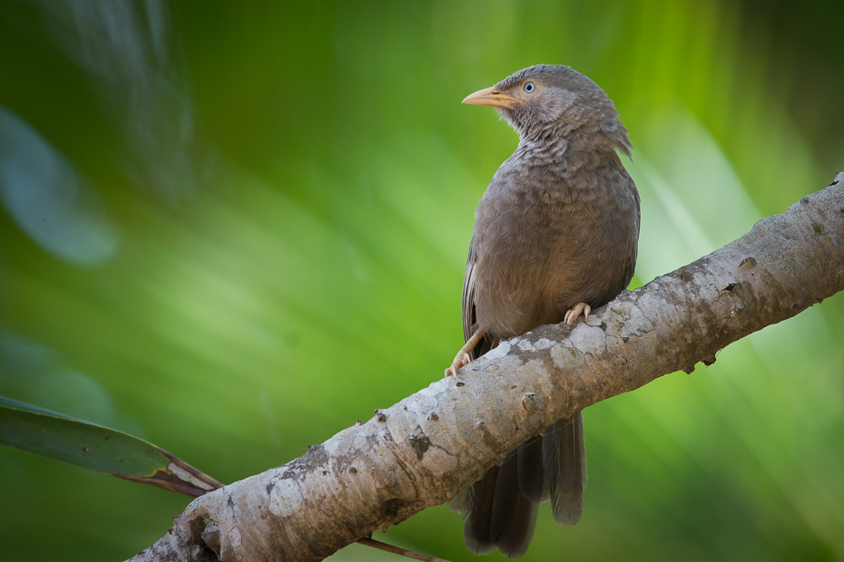  Tymal żółtodzioby Ptaki Nikon D7200 NIKKOR 200-500mm f/5.6E AF-S Sri Lanka 0 ptak dziób fauna dzikiej przyrody zięba flycatcher starego świata organizm gałąź Emberizidae ptak przysiadujący