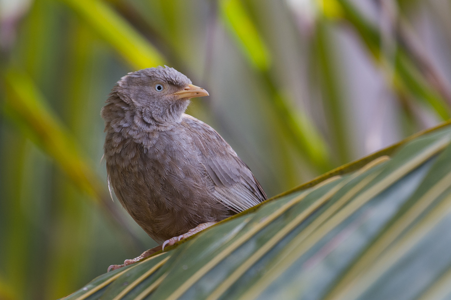  Tymal żółtodzioby Ptaki Nikon D7200 NIKKOR 200-500mm f/5.6E AF-S Sri Lanka 0 ptak dziób fauna wróbel zięba dzikiej przyrody Wróbel pióro Emberizidae ptak przysiadujący