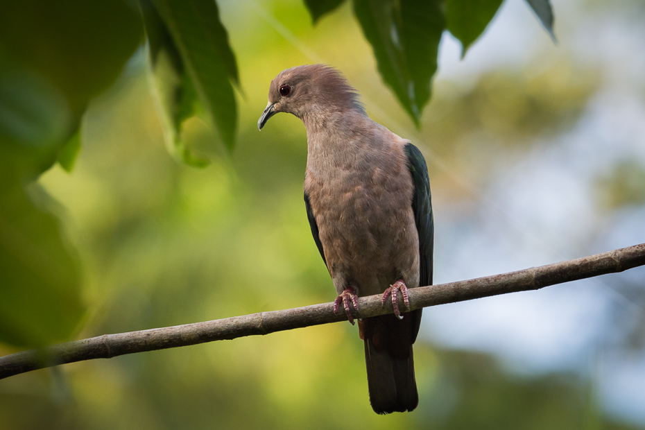  Muszkatela miedziana Ptaki Nikon D7200 NIKKOR 200-500mm f/5.6E AF-S Sri Lanka 0 ptak fauna dziób dzikiej przyrody ptak drapieżny gałąź cuculiformes jastrząb myszołów