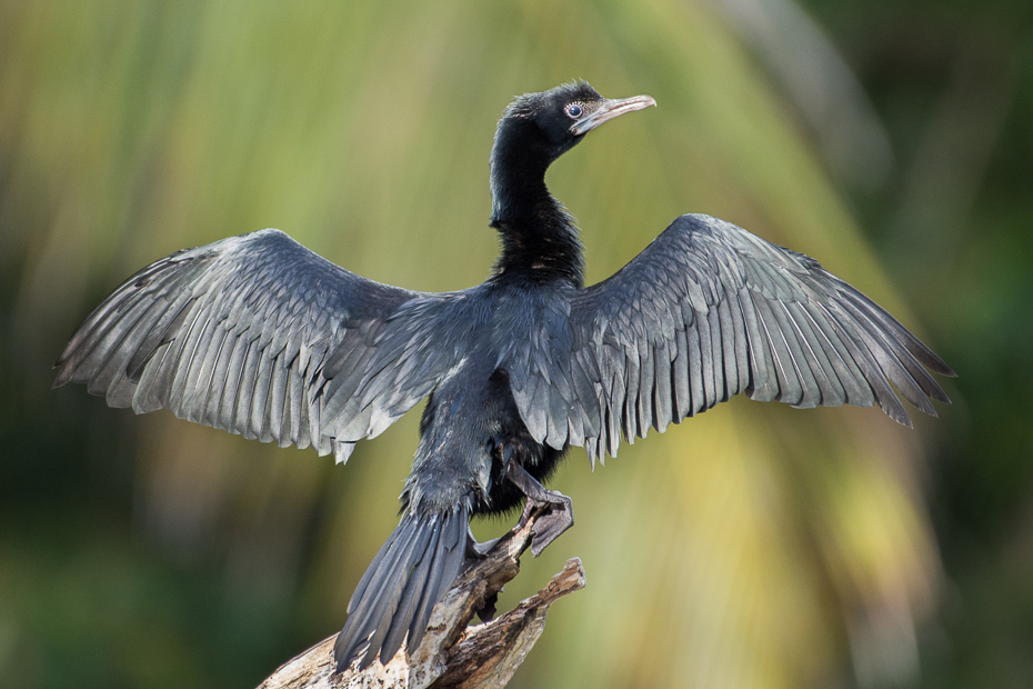  Kormoran skromny Ptaki Nikon D7200 NIKKOR 200-500mm f/5.6E AF-S Sri Lanka 0 ptak dziób kormoran fauna dzikiej przyrody żuraw jak ptak skrzydło ptak morski