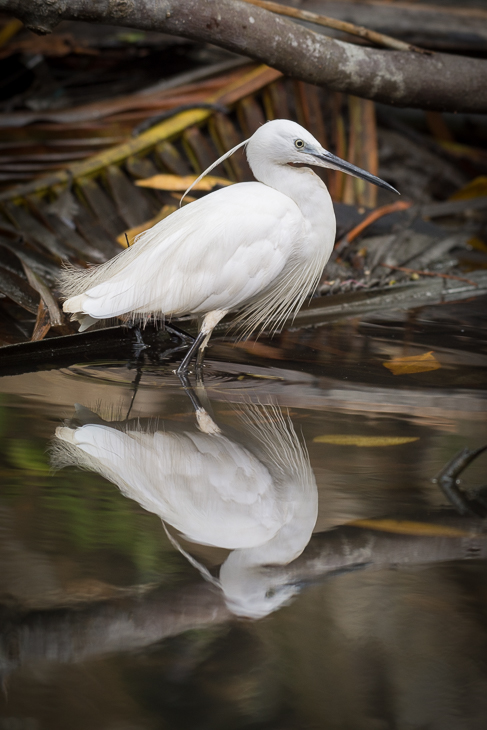  Czapla nadobna Ptaki Nikon D7200 NIKKOR 200-500mm f/5.6E AF-S Sri Lanka 0 ptak woda odbicie dziób fauna egret dzikiej przyrody pióro czapla wodny ptak