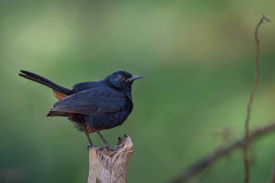  Opocznik Ptaki Nikon D7200 NIKKOR 200-500mm f/5.6E AF-S Sri Lanka 0 ptak fauna dziób dzikiej przyrody kos strzyżyk flycatcher starego świata skrzydło organizm Gałązka