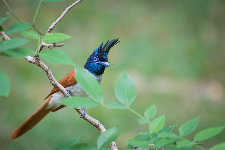  Muchodławka rajska Ptaki Nikon D7200 NIKKOR 200-500mm f/5.6E AF-S Sri Lanka 0 ptak fauna dziób wałek dzikiej przyrody coraciiformes organizm pióro strzyżyk gałąź