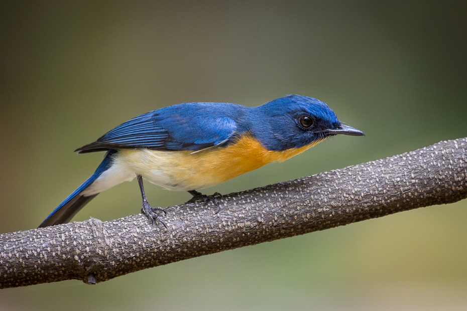  Niltawa trójbarwna Ptaki Nikon D7200 NIKKOR 200-500mm f/5.6E AF-S Sri Lanka 0 ptak niebieski ptak dziób fauna dzikiej przyrody pióro flycatcher starego świata skrzydło strzyżyk coraciiformes