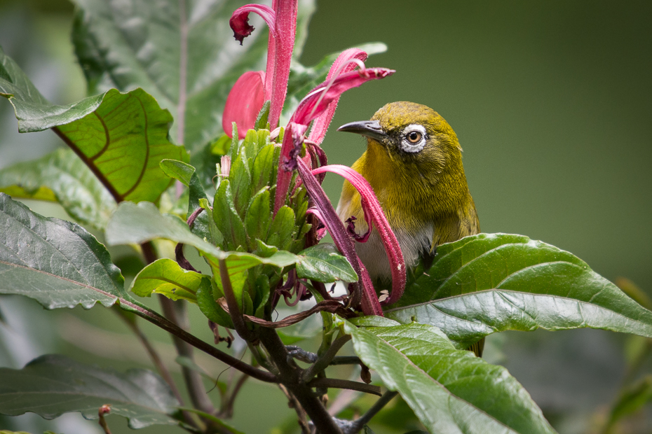  Szlarnik cejloński Ptaki Nikon D7200 NIKKOR 200-500mm f/5.6E AF-S Sri Lanka 0 ptak fauna dziób flora dzikiej przyrody wilga na starym świecie roślina zięba