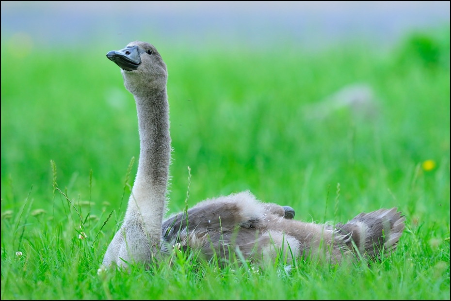  Łabądź juv Ptaki Nikon D300 Sigma APO 500mm f/4.5 DG/HSM Zwierzęta ptak fauna ekosystem wodny ptak dziób trawa kaczki gęsi i łabędzie łąka dzikiej przyrody gęś