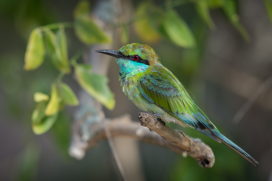  Żołna wschodnia Ptaki Nikon D7200 NIKKOR 200-500mm f/5.6E AF-S Sri Lanka 0 ptak koliber dziób fauna dzikiej przyrody jacamar coraciiformes organizm pióro zapylacz