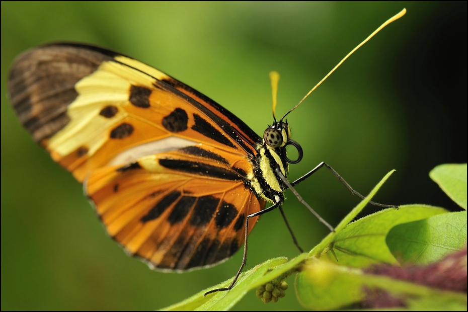  Motyl Inne Nikon D300 AF-S Micro-Nikkor 105mm f/2.8G IF-ED USA, Floryda 0 motyl owad ćmy i motyle Pędzelek motyl bezkręgowy Lycaenid fotografia makro zapylacz organizm nektar