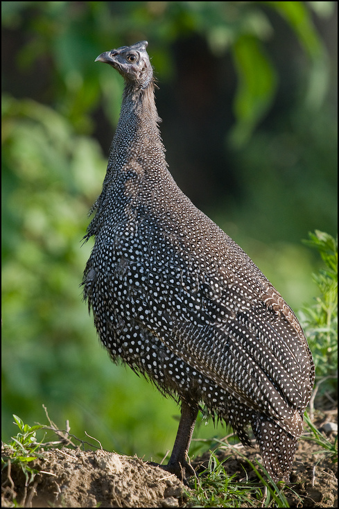  Perlica zwyczajna Ptaki Nikon D300 Sigma APO 500mm f/4.5 DG/HSM Kenia 0 ptak fauna dziób ptactwo dzikiej przyrody galliformes zwierzę lądowe trawa