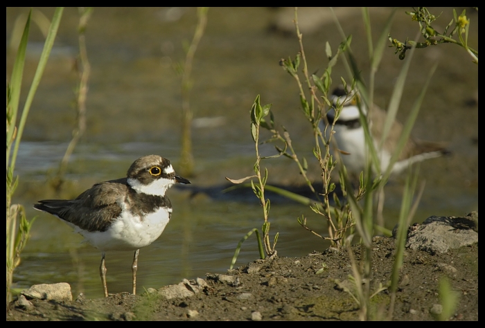  Sieweczki dwie Ptaki sieweczka rzeczna ptak Nikon D70 Sigma APO 100-300mm f/4 HSM Zwierzęta fauna ekosystem dziób dzikiej przyrody flora shorebird trawa organizm ecoregion