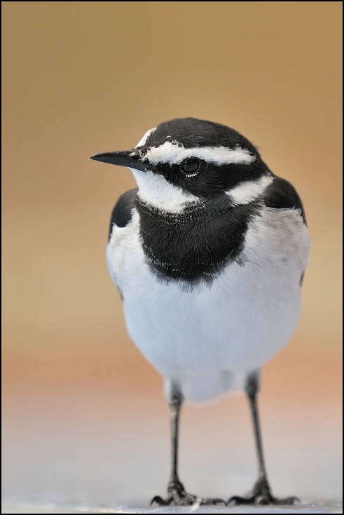  Pliszka srokata Ptaki Nikon D300 Sigma APO 500mm f/4.5 DG/HSM Tanzania 0 ptak dziób fauna dzikiej przyrody pióro ptak przysiadujący skrzydło chickadee