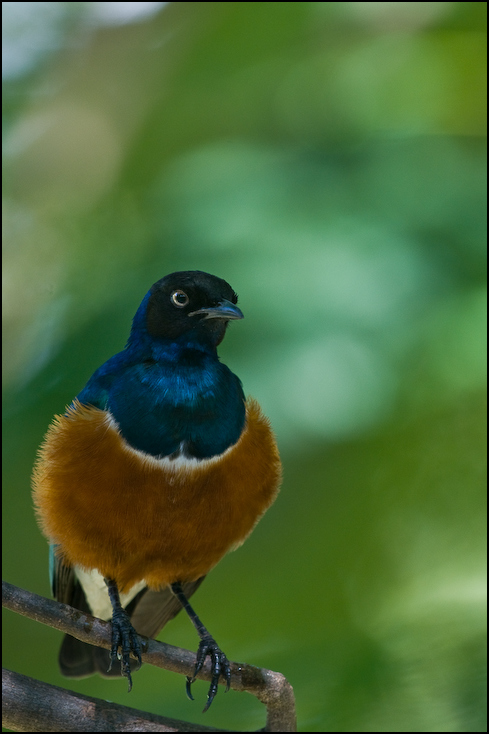  Błyszczak rudobrzuchy Ptaki Nikon D300 Sigma APO 500mm f/4.5 DG/HSM Kenia 0 ptak dziób fauna niebieski ptak dzikiej przyrody organizm flycatcher starego świata zięba pióro ptak przysiadujący