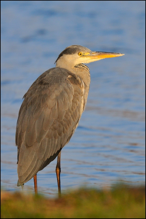  Czapla siwa Ptaki Nikon D300 Sigma APO 500mm f/4.5 DG/HSM Zwierzęta ptak fauna dziób ekosystem dzikiej przyrody shorebird czapla pelecaniformes zielona czapla ibis