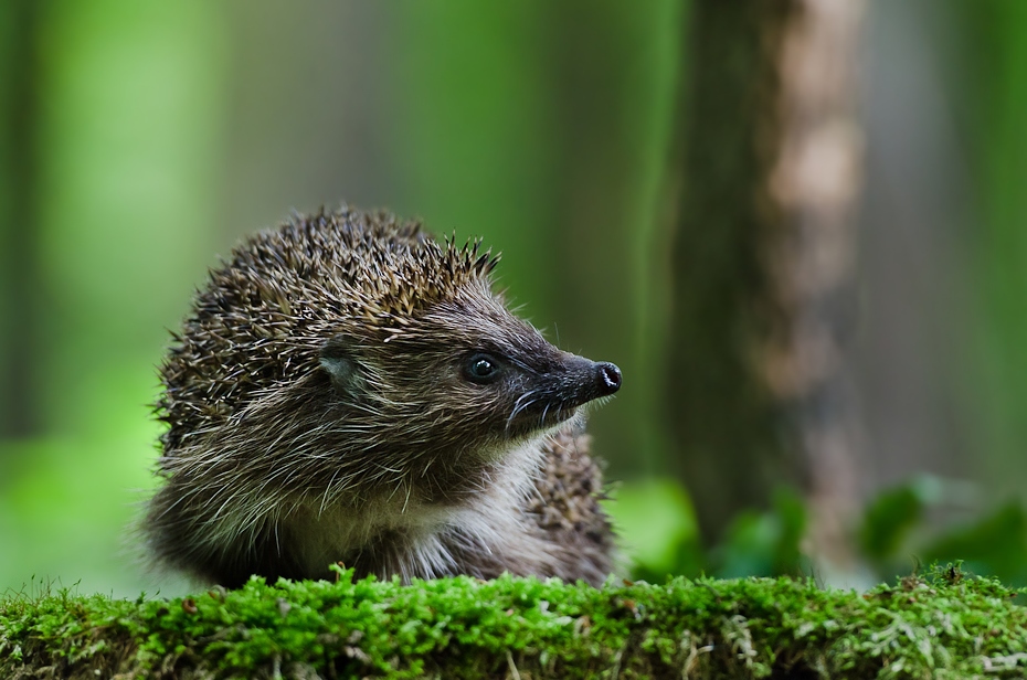  Jeż Inne Nikon D7000 AF-S Nikkor 70-200mm f/2.8G Zwierzęta jeż erinaceidae fauna udomowiony jeż ssak dzikiej przyrody jeżozwierz trawa pysk organizm