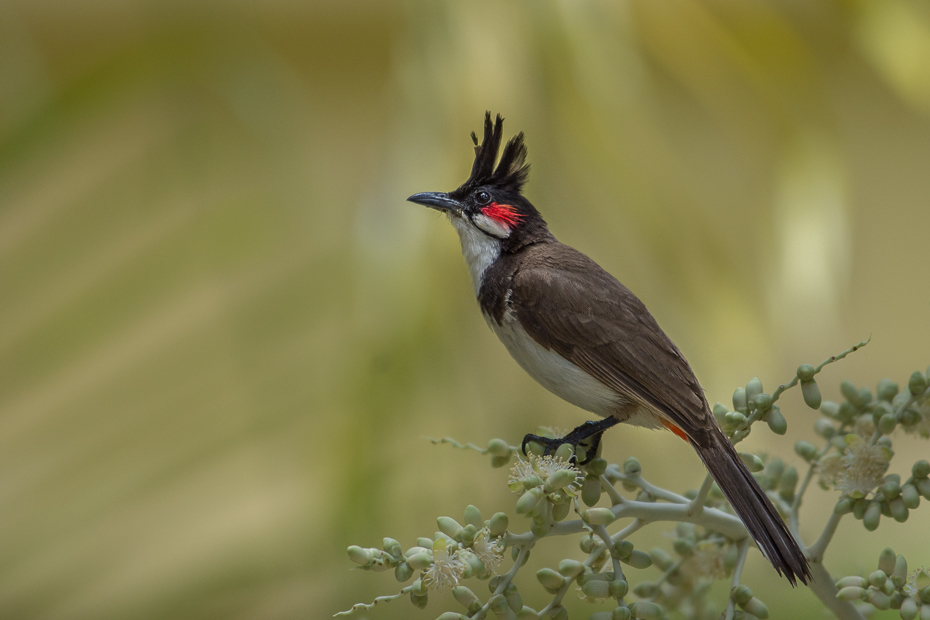  Bilbil zbroczony Ptaki Nikon D7200 NIKKOR 200-500mm f/5.6E AF-S Mauritius 0 ptak fauna dziób dzikiej przyrody słowik bulbul flycatcher starego świata skowronek skrzydło ptak przysiadujący