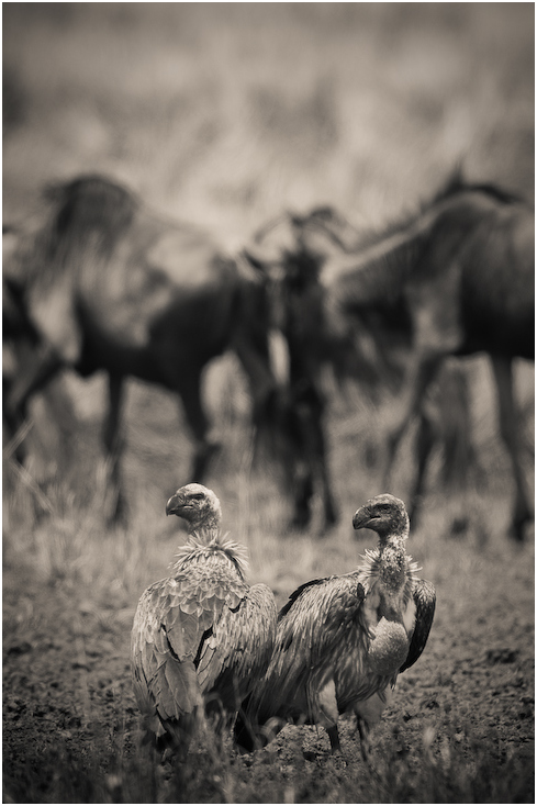  Migracja Nikon D300 Sigma APO 500mm f/4.5 DG/HSM Kenia 0 dzikiej przyrody czarny i biały fauna ekosystem fotografia monochromatyczna stado fotografia monochromia sawanna niebo