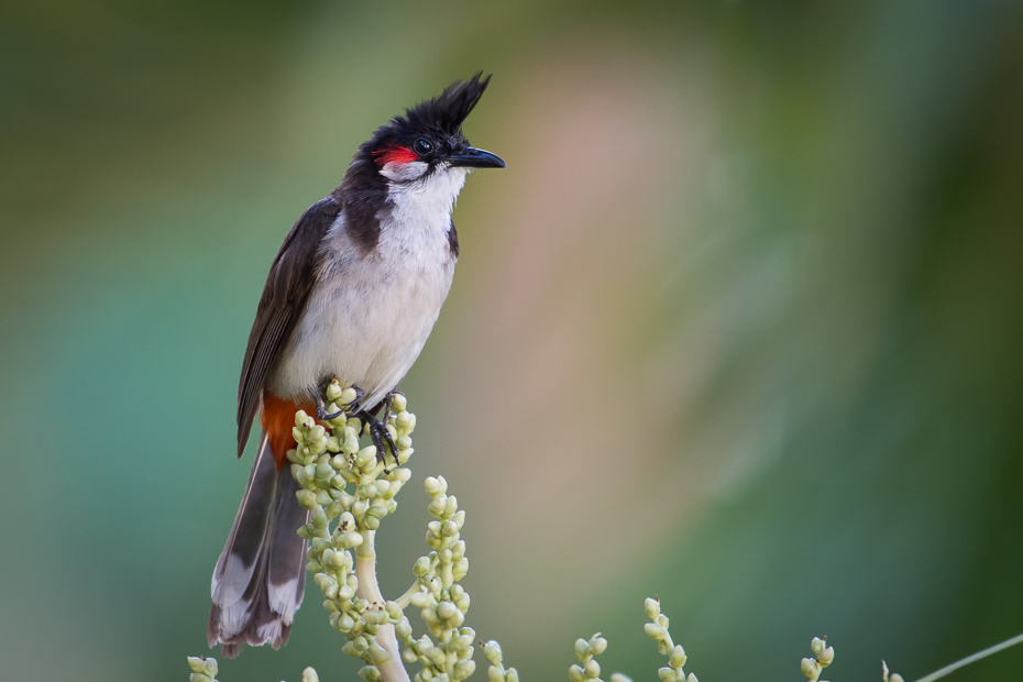  Bilbil zbroczony Ptaki Nikon D7200 NIKKOR 200-500mm f/5.6E AF-S Mauritius 0 ptak fauna dziób bulbul słowik dzikiej przyrody flycatcher starego świata ptak przysiadujący zięba skrzydło