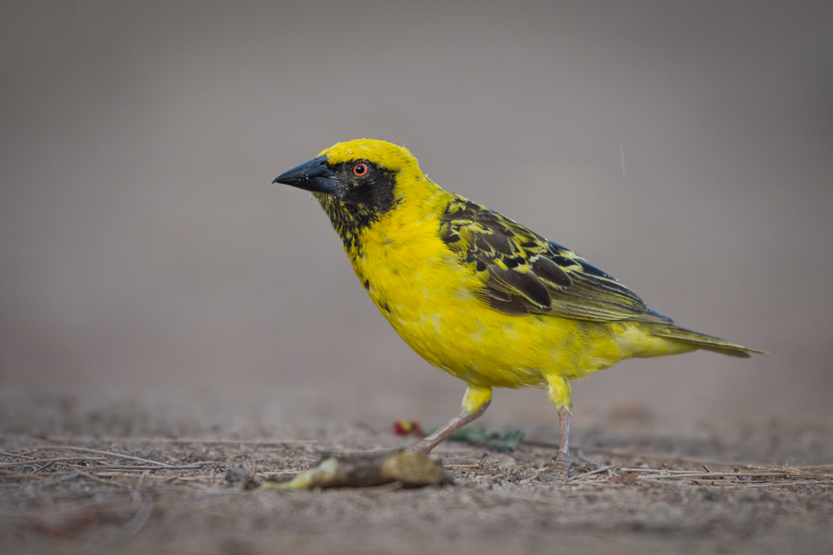  Wikłacz zmienny Ptaki Nikon D7200 NIKKOR 200-500mm f/5.6E AF-S Mauritius 0 ptak fauna żółty dziób zięba dzikiej przyrody pióro organizm ptak przysiadujący skrzydło