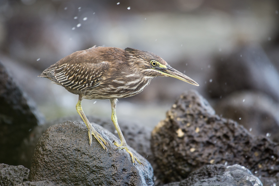  Czapla zielonawa Ptaki Nikon D7200 NIKKOR 200-500mm f/5.6E AF-S Mauritius 0 ptak dziób fauna shorebird zielona czapla dzikiej przyrody brodziec organizm Calidrid woda