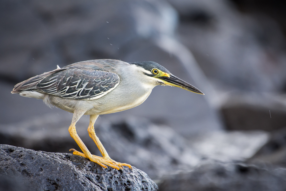  Czapla zielonawa Ptaki Nikon D7200 NIKKOR 200-500mm f/5.6E AF-S Mauritius 0 ptak dziób fauna dzikiej przyrody czapla zielona czapla pelecaniformes organizm woda shorebird