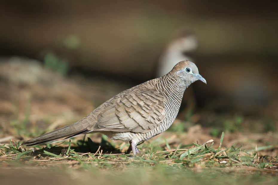  Gołąbek zebrowany Ptaki Nikon D7200 NIKKOR 200-500mm f/5.6E AF-S Mauritius 0 ptak fauna dziób dzikiej przyrody pióro organizm skrzydło cuculiformes gołębie i gołębie