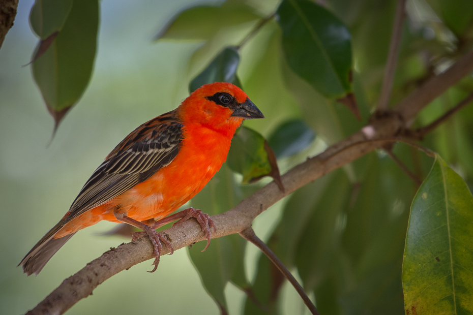  Wikłacz czerwony Ptaki Nikon D7200 NIKKOR 200-500mm f/5.6E AF-S Mauritius 0 ptak dziób fauna dzikiej przyrody wilga na starym świecie flycatcher starego świata organizm zięba ptak przysiadujący rudzik