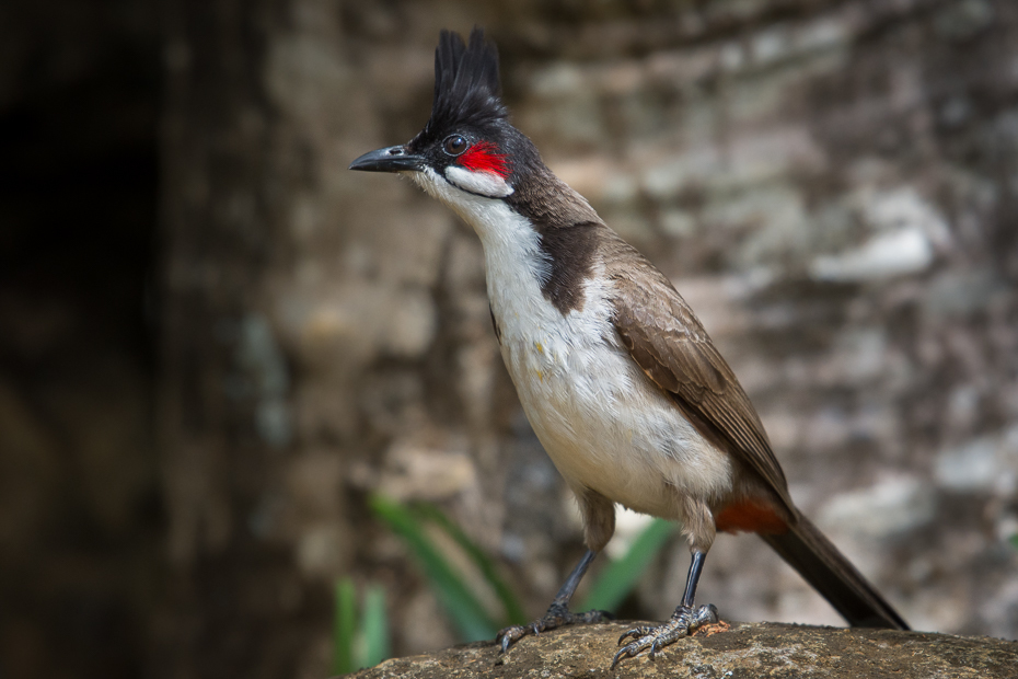  Bilbil zbroczony Ptaki Nikon D7200 NIKKOR 200-500mm f/5.6E AF-S Mauritius 0 ptak fauna dziób dzikiej przyrody bulbul słowik ptak przysiadujący