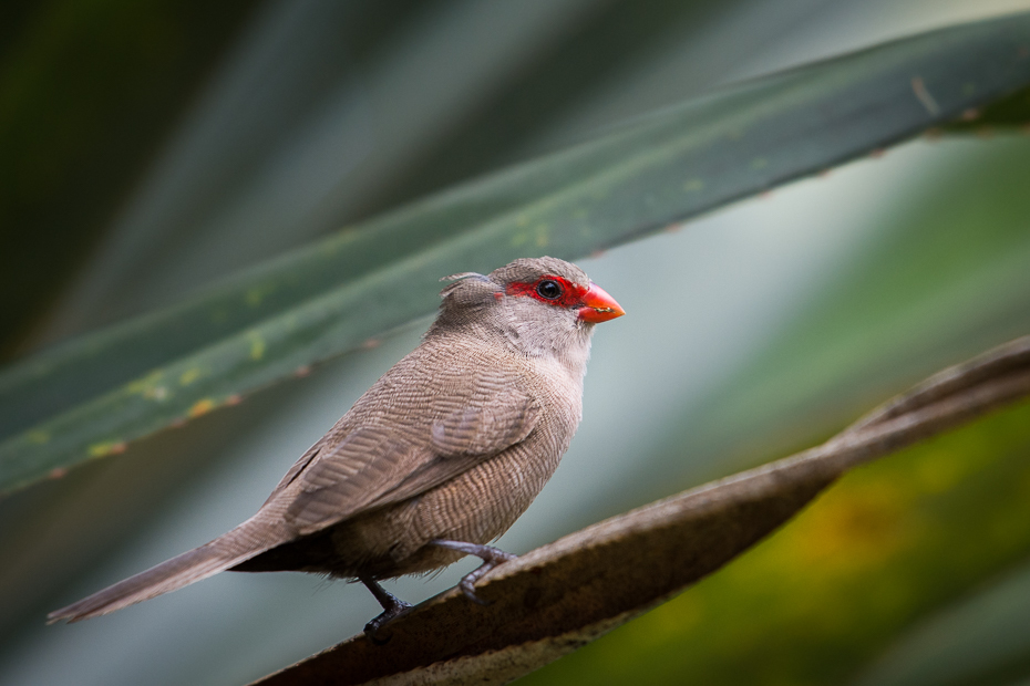  Astryld falisty Ptaki Nikon D7200 NIKKOR 200-500mm f/5.6E AF-S Mauritius 0 ptak dziób fauna zięba ścieśniać dzikiej przyrody pióro zięba domowa skrzydło organizm