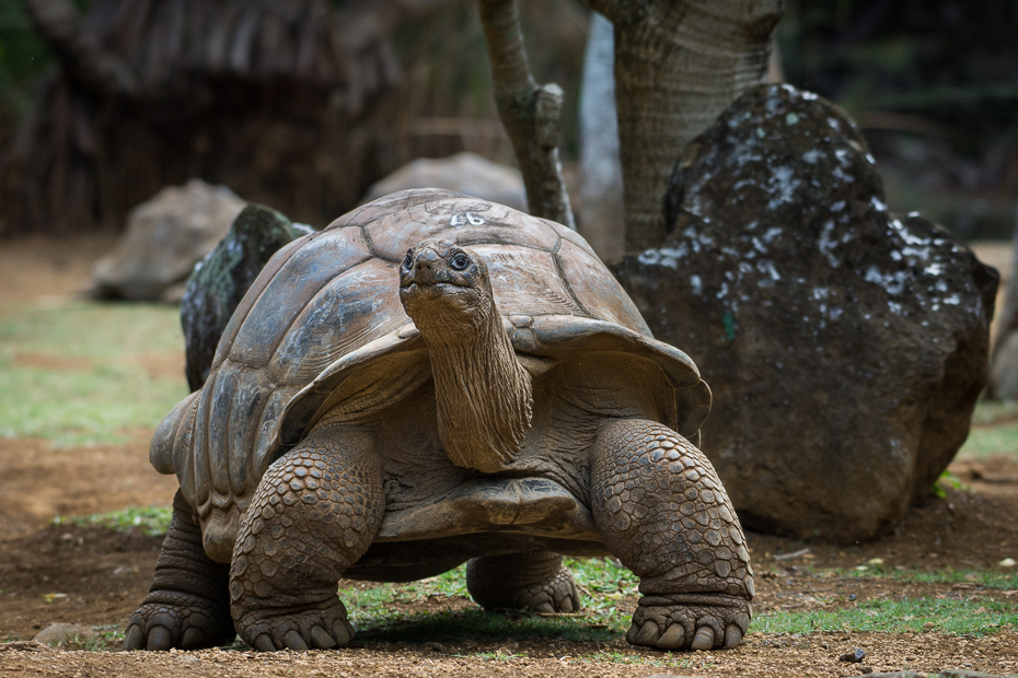  Zółw Pamplemousse Inne Nikon D7200 NIKKOR 200-500mm f/5.6E AF-S Mauritius 0 żółw zwierzę lądowe fauna gad wspólny, przyciągający żółwia chelydridae organizm ogród zoologiczny trawa