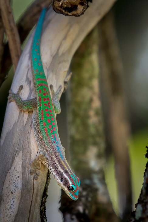  Gekon ozdobny Inne Nikon D7200 AF-S Zoom-Nikkor 17-55mm f/2.8G IF-ED Mauritius 0 gad skalowany gad fauna jaszczurka gekon organizm dactyloidae Igwa kameleon amerykański kameleon