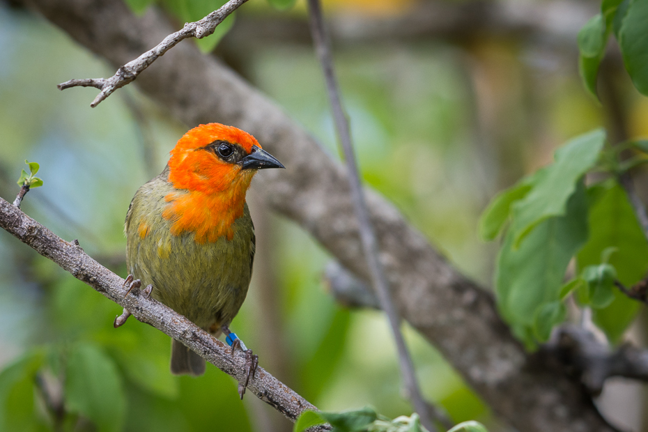  Wikłacz maurytyjski Ptaki Nikon D7200 NIKKOR 200-500mm f/5.6E AF-S Mauritius 0 ptak dziób fauna dzikiej przyrody flycatcher starego świata liść organizm zięba wilga na starym świecie gałąź