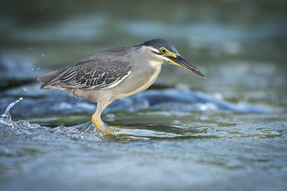  Czapla zielonawa Ptaki Nikon D7200 NIKKOR 200-500mm f/5.6E AF-S Mauritius 0 ptak dziób fauna dzikiej przyrody shorebird woda czapla zielona czapla organizm wodny ptak