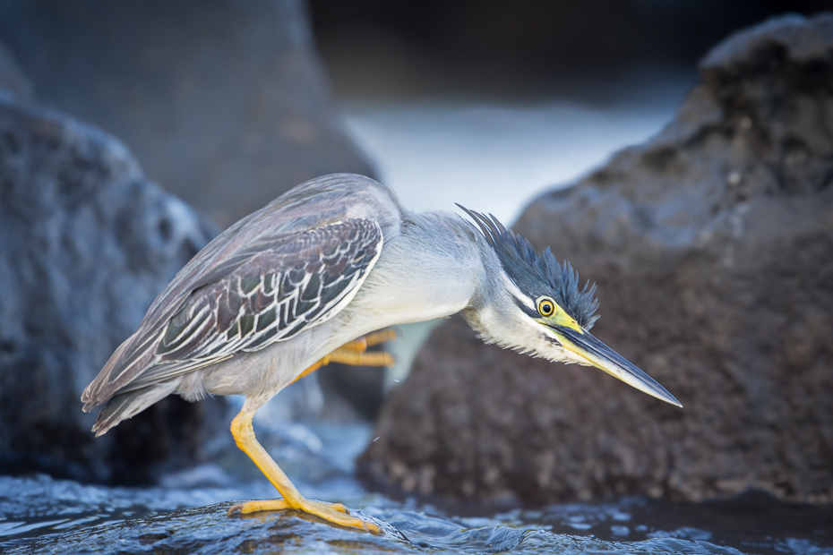  Czapla zielonawa Ptaki Nikon D7200 NIKKOR 200-500mm f/5.6E AF-S Mauritius 0 ptak dziób dzikiej przyrody fauna organizm czapla pelecaniformes woda pióro wodny ptak