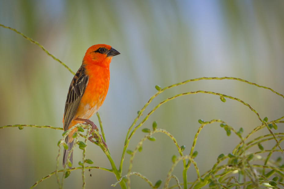  Wikłacz czerwony Ptaki Nikon D7200 NIKKOR 200-500mm f/5.6E AF-S Mauritius 0 ptak dziób fauna dzikiej przyrody zięba flycatcher starego świata organizm Emberizidae skrzydło gałąź