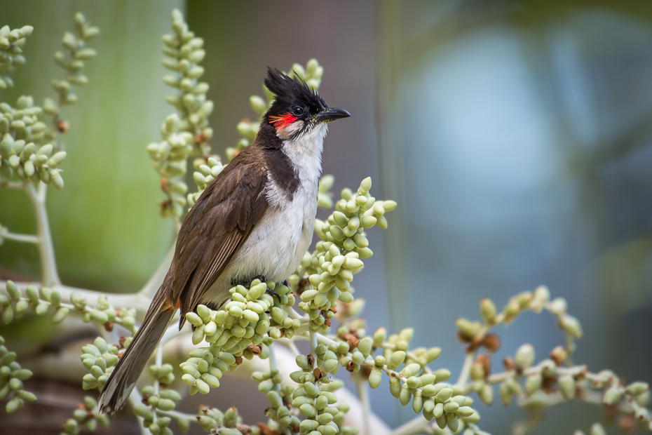  Bilbil zbroczony Ptaki Nikon D7200 NIKKOR 200-500mm f/5.6E AF-S Mauritius 0 ptak bulbul fauna dziób słowik dzikiej przyrody zięba ptak przysiadujący flycatcher starego świata Emberizidae