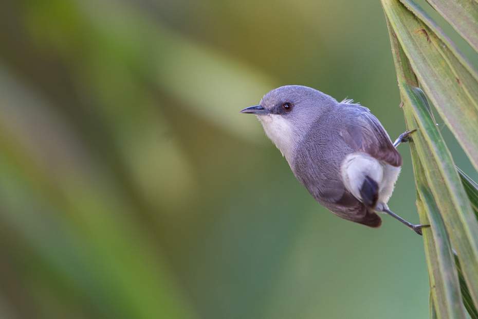  Szlarnik popielaty Ptaki Nikon D7200 NIKKOR 200-500mm f/5.6E AF-S Mauritius 0 ptak fauna dziób dzikiej przyrody ścieśniać organizm skrzydło flycatcher starego świata rodzina traw