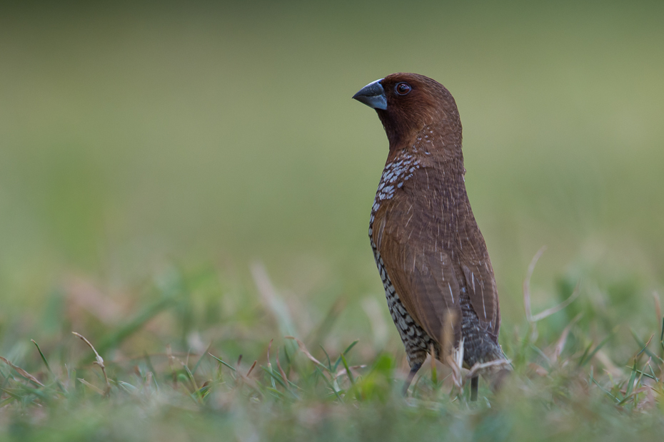  Mniszka muszkatowa Ptaki Nikon D7200 NIKKOR 200-500mm f/5.6E AF-S Mauritius 0 ptak fauna dziób ekosystem dzikiej przyrody organizm ecoregion trawa cuculiformes