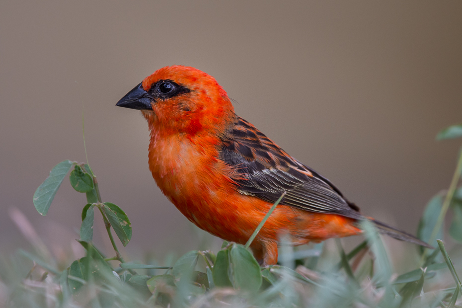  Wikłacz czerwony Ptaki Nikon D7200 Sigma 150-600mm f/5-6.3 HSM Mauritius 0 ptak dziób fauna zięba dzikiej przyrody ścieśniać pióro zięba domowa organizm ptak przysiadujący