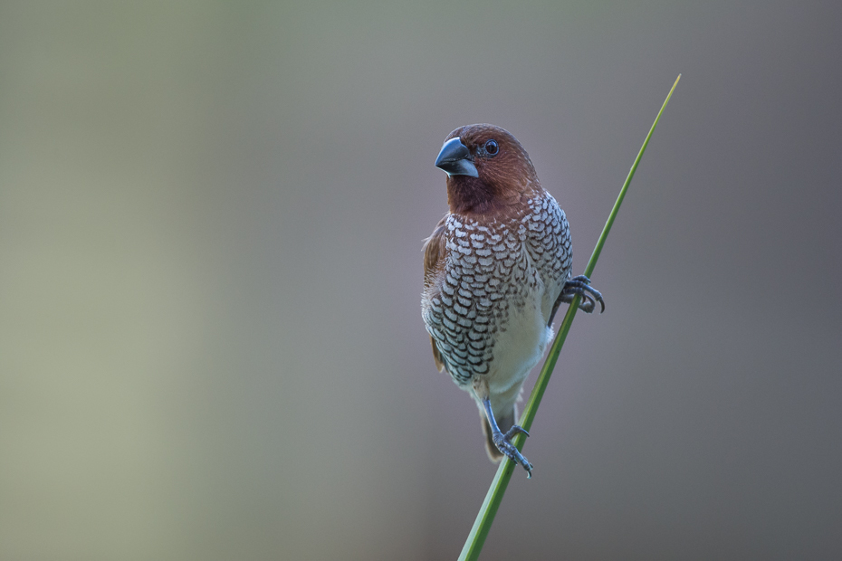  Mniszka muszkatowa Ptaki Nikon D7200 Sigma 150-600mm f/5-6.3 HSM Mauritius 0 ptak fauna dziób zięba dzikiej przyrody pióro organizm skrzydło Emberizidae ptak przysiadujący