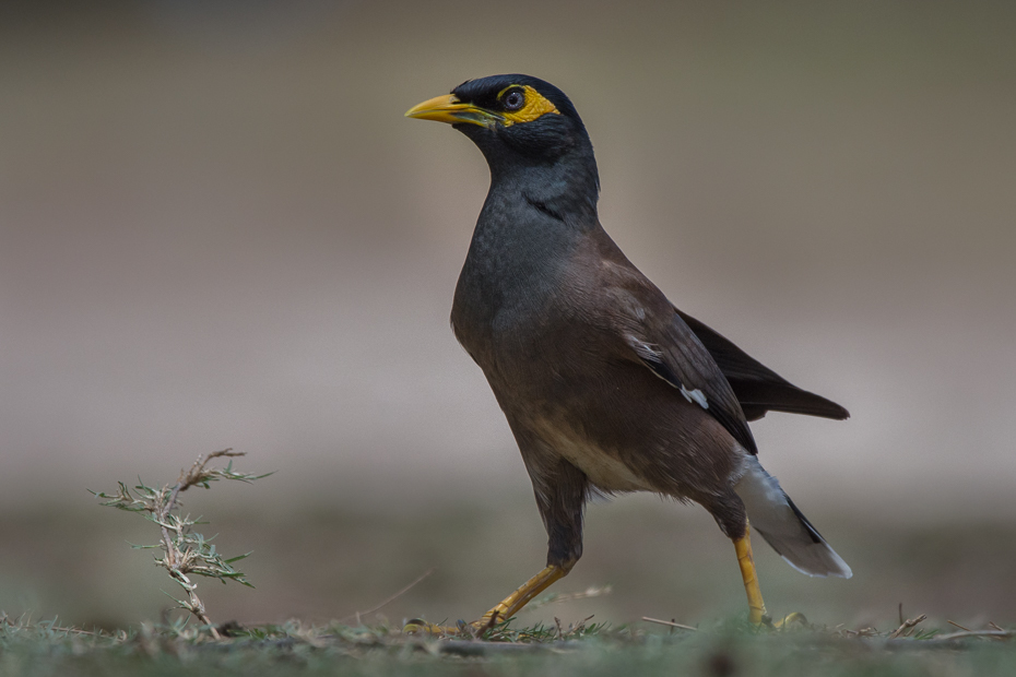  Majna brunatna Ptaki Nikon D7200 Sigma 150-600mm f/5-6.3 HSM Mauritius 0 ptak dziób fauna acridotheres pospolita myna skrzydło dzikiej przyrody organizm ptak przysiadujący kos