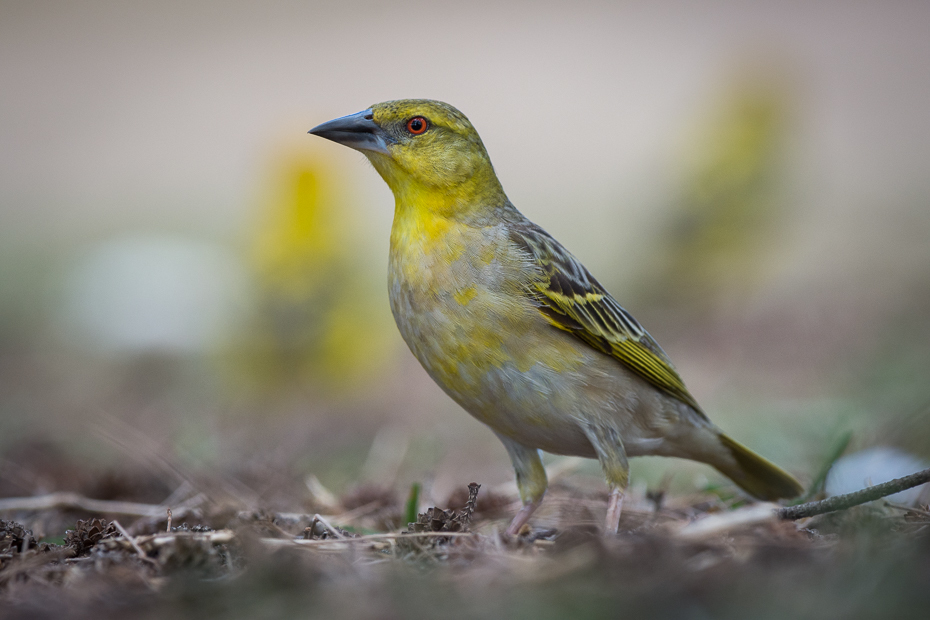  Wikłacz zmienny Ptaki Nikon D7200 Sigma 150-600mm f/5-6.3 HSM Mauritius 0 ptak dziób fauna zięba dzikiej przyrody flycatcher starego świata organizm ptak przysiadujący Emberizidae wróbel