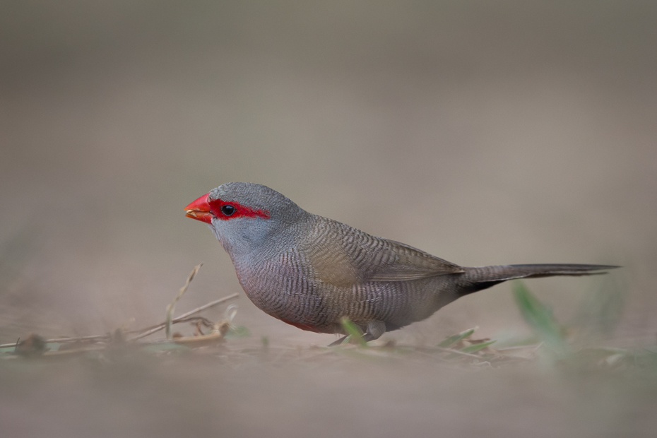  Astryld falisty Ptaki Nikon D7200 Sigma 150-600mm f/5-6.3 HSM Mauritius 0 ptak fauna dziób zięba dzikiej przyrody pióro skrzydło Emberizidae cuculiformes ptak przysiadujący