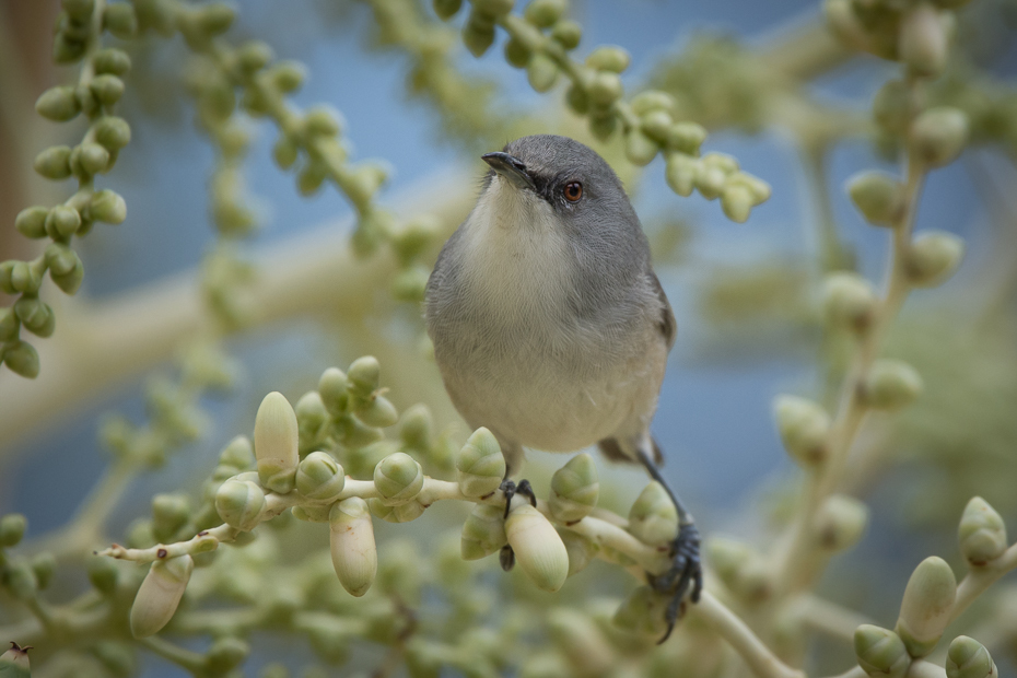  Szlarnik popielaty Ptaki Nikon D7200 Sigma 150-600mm f/5-6.3 HSM Mauritius 0 ptak fauna dziób dzikiej przyrody flora gałąź flycatcher starego świata ranek Emberizidae Gałązka