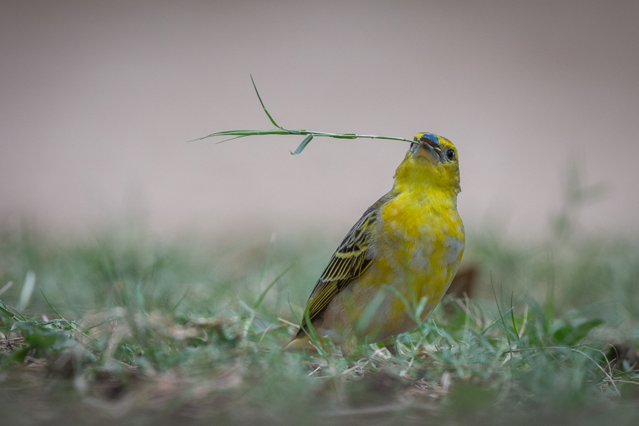  Wikłacz zmienny Ptaki Nikon D7200 Sigma 150-600mm f/5-6.3 HSM Mauritius 0 ptak fauna dziób dzikiej przyrody organizm pióro papuga długoogonowa skrzydło flycatcher starego świata cuculiformes