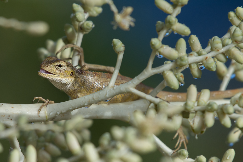  Jaszczurka Inne Nikon D7200 NIKKOR 200-500mm f/5.6E AF-S Mauritius 0 fauna gad flora jaszczurka organizm dzikiej przyrody kameleon Igwa gałąź drzewo