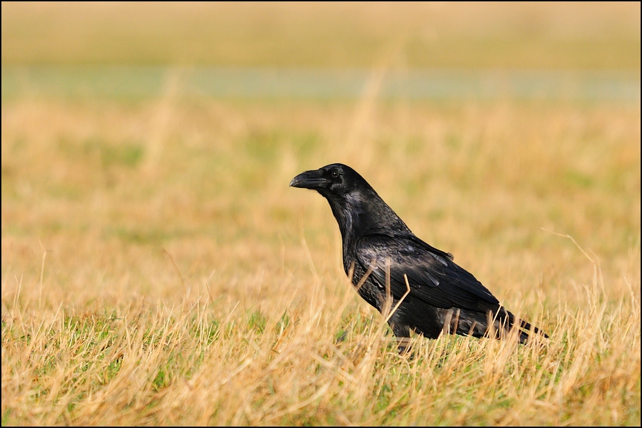  Kruk Ptaki Nikon D300 Sigma APO 500mm f/4.5 DG/HSM Zwierzęta ptak ekosystem fauna wrona amerykańska wrona Wrona jak ptak dziób łąka wieża dzikiej przyrody