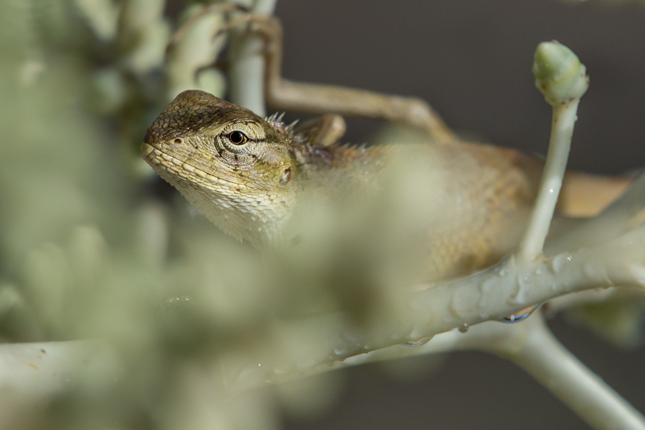  Jaszczurka Inne Nikon D7200 NIKKOR 200-500mm f/5.6E AF-S Mauritius 0 fauna jaszczurka gad dzikiej przyrody fotografia makro oko ścieśniać organizm zwierzę lądowe lacertidae