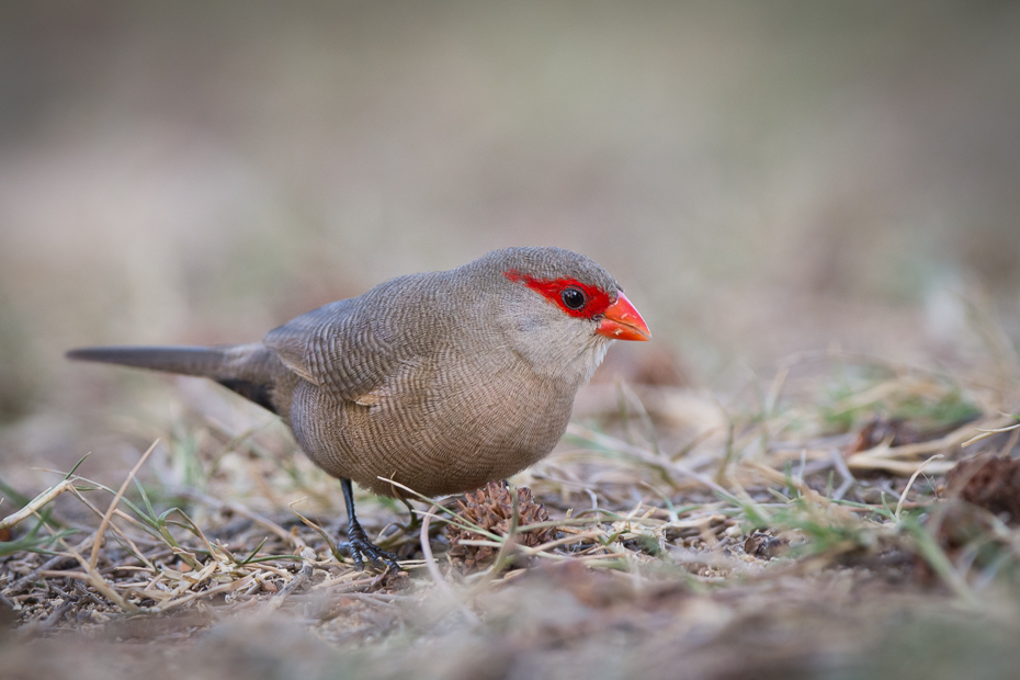  Astryld falisty Ptaki Nikon D7200 NIKKOR 200-500mm f/5.6E AF-S Mauritius 0 ptak fauna dziób zięba dzikiej przyrody galliformes pióro